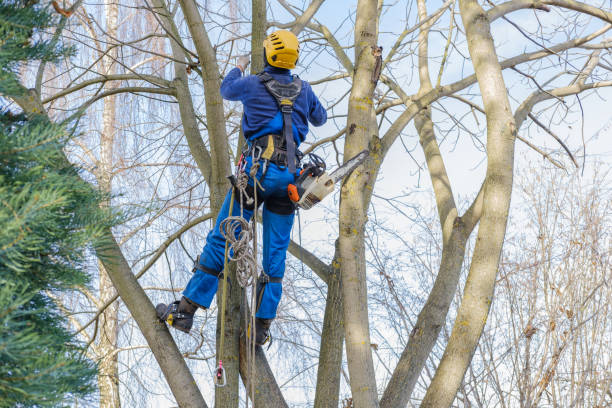 Best Stump Grinding and Removal  in Madeira Beach, FL