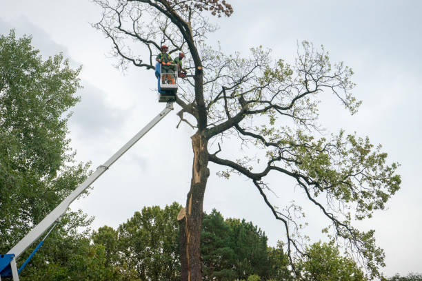 Best Root Management and Removal  in Madeira Beach, FL