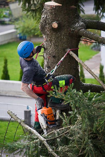 How Our Tree Care Process Works  in  Madeira Beach, FL